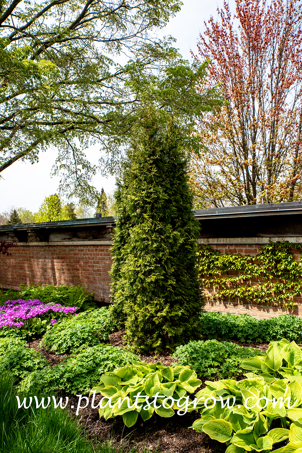 Thin Man Arborvitae (Thuja occidentalis)
These should become taller, thinner and pointed at the tip.